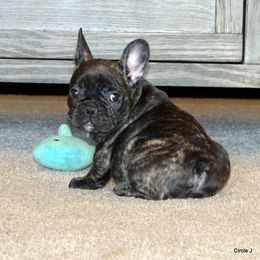 Bullmastiff and French Bulldog Puppies from Circle J Ranch