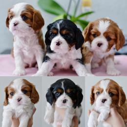 Cavalier King Charles Spaniel Puppies from Cadelia Cavalier King Charles Spaniels