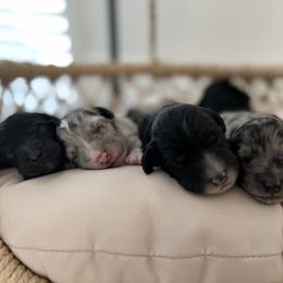 Aussiedoodle Puppies from Beachside Aussiedoodles