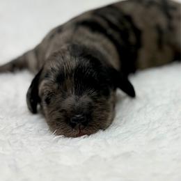 Ranger - Merle male Goldendoodle puppy in Calhoun, Georgia from FamilyLoved Doodles