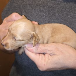 Girl 1 - Cream female Dachshund puppy in Edinburg, Virginia from Hunter Lane Dachshunds