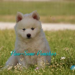 Beignet - White male Pomsky puppy in Krum, Texas from Paw-Some Pomskies