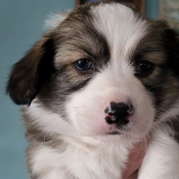 Pembroke Welsh Corgis from Taylor Made Corgis