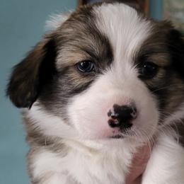 Pembroke Welsh Corgis from Taylor Made Corgis