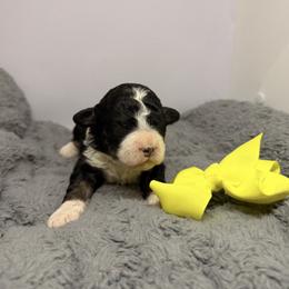 Female 3 - Tri-color female Bernedoodle puppy in Wytheville, Virginia from Pine Brook Pups