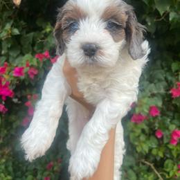 Biscuit - Blenheim male Cavapoo puppy in Gilbert, Arizona from Desert Willow Cavapoos