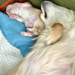 Chihuahua Puppies from Wild Mountain Chihuahuas