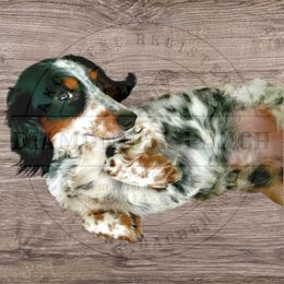 Bocephus - Dachshund