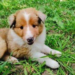 Katara - Sable merle and white female Shetland Sheepdog puppy in Albany, New York from K&A Little Wonder's