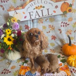 Maggie - Cavalier King Charles Spaniel
