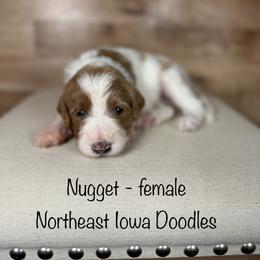 Nugget - Parti female Goldendoodle puppy in Cedar Falls, Iowa from Northeast Iowa Doodles