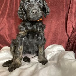 Goldendoodle Puppies from PNW Puppies