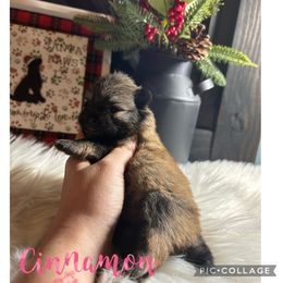 Pomeranian Puppies from Davis Poms