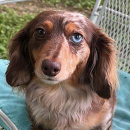 Dachshunds from Doxie R Us KY