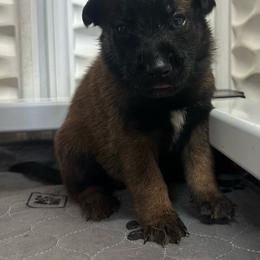 Blue - Fawn sable male Belgian Malinois puppy in Ellerbe, North Carolina from Grand Prix Kennel