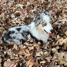 Miniature Australian Shepherds from Hope & Grace Kennels