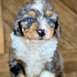 Aussiedoodle, Miniature Australian Shepherd, and Poodle Puppies from Classic K9’s  Aussies & Doodles