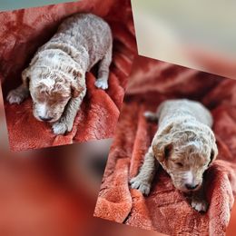 Buzz - Apricot male Goldendoodle puppy in Harris County, Texas from Cute & Curly Doodles