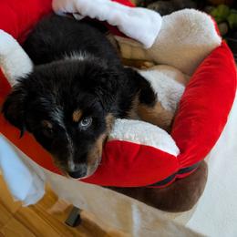Squire - Black tri-color male Australian Shepherd puppy in Cherry Grove, Oregon from TLC Dream and Pureland Australian Shepherds