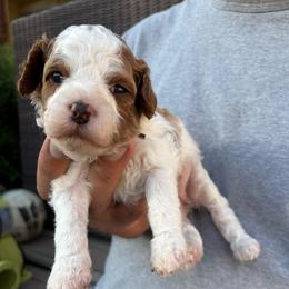 Willow (Brown collar girl) - Blenheim female Cavapoo puppy in Eagle Mountain, Utah from Liberty Farms Puppies