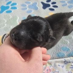 Jasper - Wolfgray and black male Keeshond puppy in Logan, Ohio from Hocking Hills Keeshonds