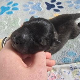 Jasper - Wolfgray and black male Keeshond puppy in Logan, Ohio from Hocking Hills Keeshonds