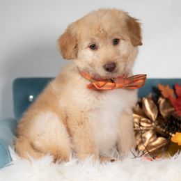 Mesquite Moon - White and gold male Bordoodle puppy in Conway, Missouri from 2J 2K Bordoodles