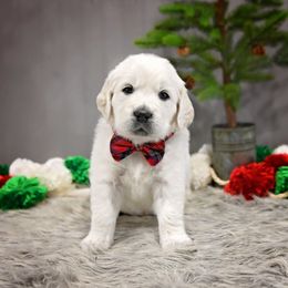 Golden Retriever Puppies from Lovasi Goldens