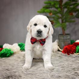 Golden Retriever Puppies from Lovasi Goldens