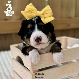 Jelly - Tri-color female Bernedoodle puppy in Orange, Texas from Walk with Me Doodles