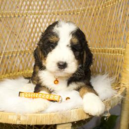 Male 5 - Tri-color male Bernedoodle puppy in Belgreen, Alabama from Scott’s Farm Poodles and Doodles