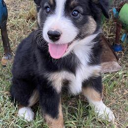 Miniature Australian Shepherds from VB Silver Spurs Aussies