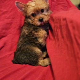Yorkshire Terrier Puppies from Monique Davila