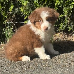 Audit red tri male 4 - Red tri-color male Australian Shepherd puppy in Chehalis, Washington from Wandering Acres Ranch