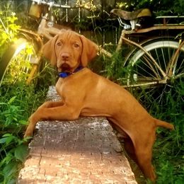 Vizslas from Farm In The Ferns Vizslas