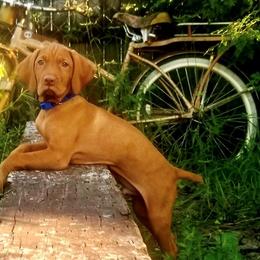 Vizslas from Farm In The Ferns Vizslas