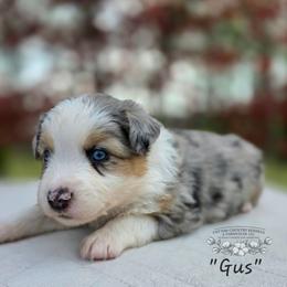 Gus - Blue merle male Miniature Australian Shepherd puppy in Vinemont, Alabama from Cotton Country Kennels
