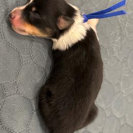 Blue - Tri-color female Border Collie puppy in Palmetto Bay, Florida from Hill Valley Border Collies