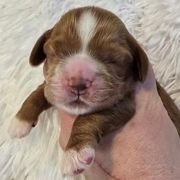 Bailey - Red male Cocker Spaniel puppy in Florence, South Carolina from Reddick's American Cocker Spaniels