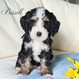 Bissell - Tri-color male Bernedoodle puppy in Glenford, Ohio from Mi-De Doodles