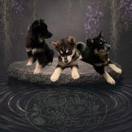 Pomsky puppies from VooDoux Farms