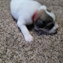 Boy 1 - White and badger male Great Pyrenees puppy in Ruthven, Iowa from Whispering Heights Ranch