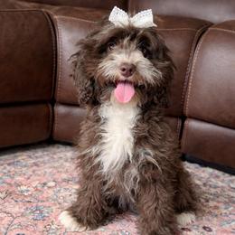 Vera: fully vaccinated - Brown and white female Cockapoo puppy in Richmond, Kentucky from The Doting Doodle