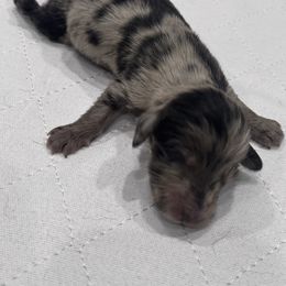 Dark green collar - Dapple male Dachshund puppy in Chicago, Illinois from RGZ Doxies