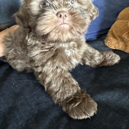 Boy 2 - Shih Tzu puppy in Winter Haven, Florida from Shih Tzus and Poms Di Colletti
