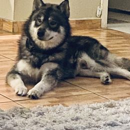 Neeko - Siberian Husky