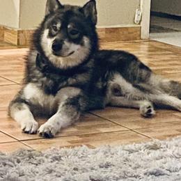 Neeko - Siberian Husky