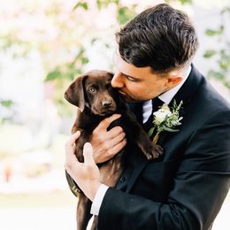 Goldendoodle, Golden Retriever, and Labrador Retriever Puppies from Cornerstone Kennels