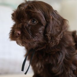 Eric (black collar male) - Merle male Cavapoo puppy in Beckley, West Virginia from By Design Doodles