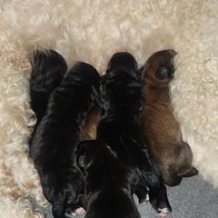 Black female - Black female Saint Berdoodle puppy in Saint Joseph, Missouri from Home Raised St. Berdoodles